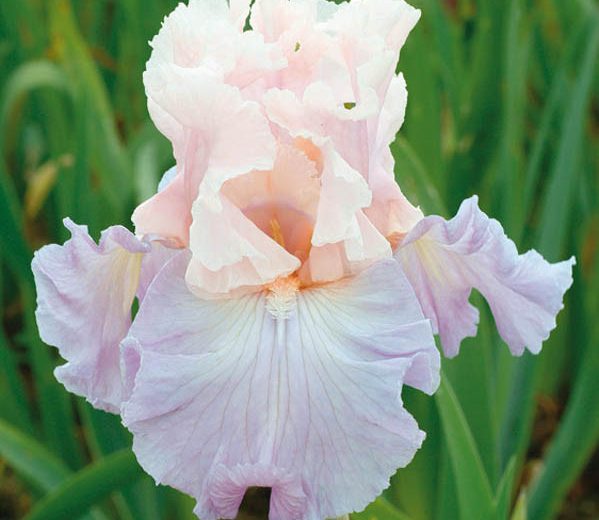 Iris 'Venita Faye', Tall Bearded Iris 'Venita Faye', Iris Germanica 'Venita Faye', Mid Late Season Irises, Pink irises, Award Irises, Bicolor Irises, Lilac Irises, Lavender Irises