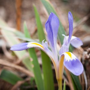 Iris verna, Dwarf Violet Iris, Vernal Iris, Dwarf Iris, North American Dwarf Iris, Spring-Flowering Iris, Early spring Iris,Purple flowers, Purple iris,Blue flowers, Blue iris