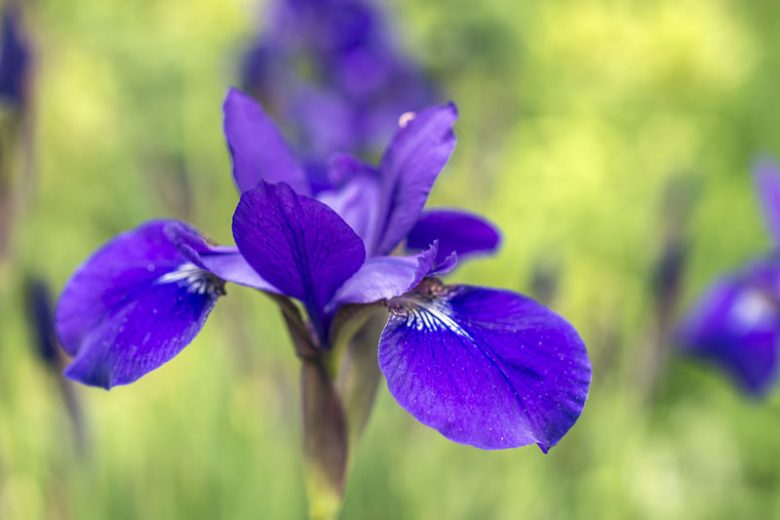 Iris versicolor, Blue Flag, Boston Iris, Liver Lily, North American Blue Flag, Purple Iris, Snake Lily, Wild Iris, Iris for Ponds, Perennial for wet soil, Perennial for poorly drained soils, Purple Flowers