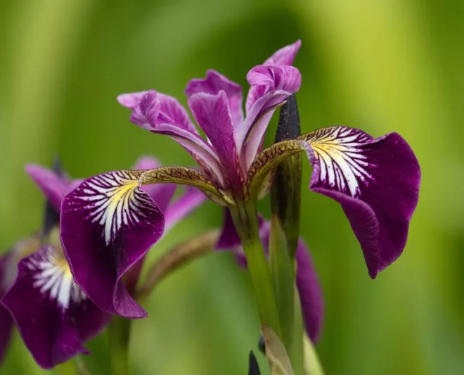 Iris versicolor  'Kermesina', Blue Flag  'Kermesina', Boston Iris  'Kermesina', Wild Iris  'Kermesina', Iris for Ponds, Perennial for wet soil, Perennial for poorly drained soils, Purple Flowers