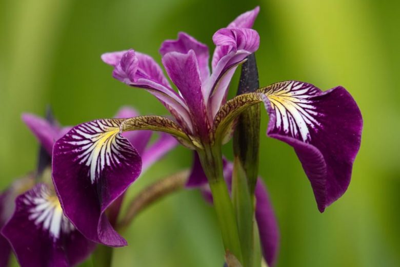 Iris versicolor  'Kermesina', Blue Flag  'Kermesina', Boston Iris  'Kermesina', Wild Iris  'Kermesina', Iris for Ponds, Perennial for wet soil, Perennial for poorly drained soils, Purple Flowers