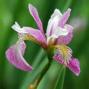 Iris versicolor  'Party Line', Blue Flag  'Party Line', Boston Iris  'Party Line', Wild Iris  'Party Line', Iris for Ponds, Perennial for wet soil, Perennial for poorly drained soils, Purple Flowers