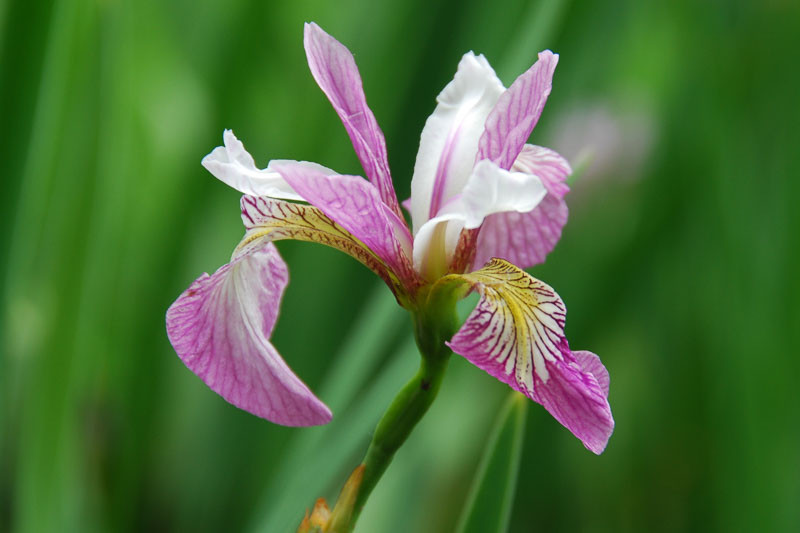 iris-versicolor-Party-Line.webp