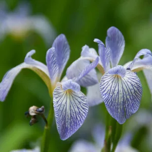 Iris versicolor  'Whodunit', Blue Flag  'Whodunit', Boston Iris  'Whodunit', Wild Iris  'Whodunit', Iris for Ponds, Perennial for wet soil, Perennial for poorly drained soils, Blue Flowers