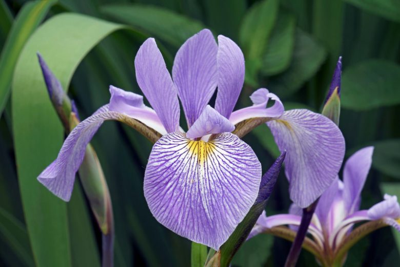 Iris virginica, Virginia Iris, Great Blue Flag, Southern Blue Flag, Iris for Ponds, Perennial for wet soil, Perennial for poorly drained soils, Purple Flowers