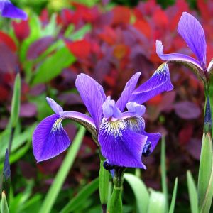 Iris x robusta 'Gerald Darby', Iris laevigata 'Gerald Darby', Iris versicolor 'Gerald Darby', Iris 'Gerald Darby', Iris for Ponds, Perennial for wet soil, Perennial for poorly drained soils, Blue Flowers