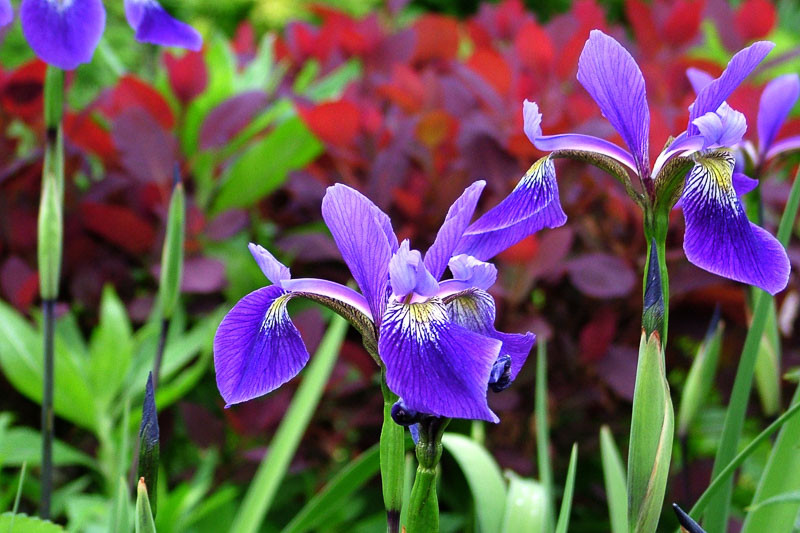 Iris x robusta 'Gerald Darby' (Blue Flag)