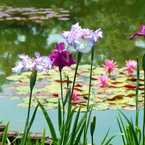 Water Iris, Iris ensata, Japanese Iris, Iris sibirica, Siberian Iris, Louisiana Iris, Iris laevigata, Iris fulva, Iris pseudoacorus, Iris versicolor, Blue Flag Iris, Iris Virginica, Iris brevicaulis