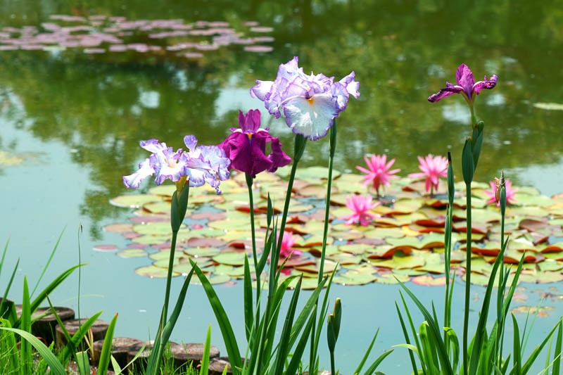 Irises for the Water Garden