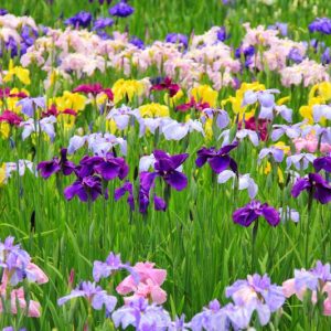 Bearded Iris, Dwarf Iris, Dutch Iris, Crested Iris, Japanese Iris, Louisiana Iris, Pacific Coast Iris, Siberian Iris, Spuria Iris