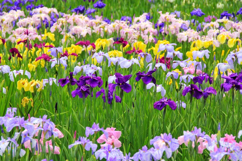 Bearded Iris, Dwarf Iris, Dutch Iris, Crested Iris, Japanese Iris, Louisiana Iris, Pacific Coast Iris, Siberian Iris, Spuria Iris