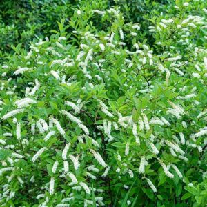 Itea virginica, Virginia Sweetspire, Tassel-white, Virginia Willow, White Flowers