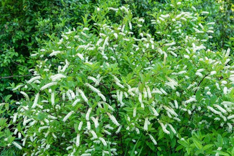 Itea virginica, Virginia Sweetspire, Tassel-white, Virginia Willow, White Flowers