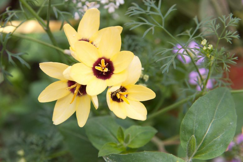 Ixia 'Yellow Emperor', Corn Lily 'Yellow Emperor', African Corn Lily 'Yellow Emperor', Wand flower 'Yellow Emperor', Yellow flowers,