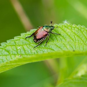 Japanese Beetle, Japanese Beetles, Popillia japonica