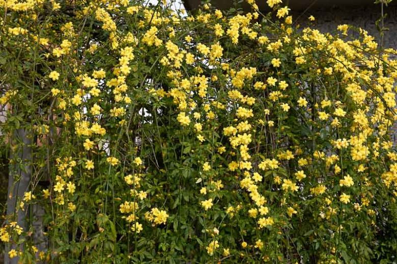 Jasminum mesnyi, Primrose Jasmine, Jasminum primulinum, Evergreen Vine, Evergreen Shrub , Yellow Jasmine, Yellow Flowers
