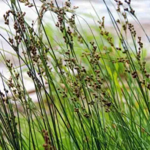 Juncus inflexus, Hard Rush, European Hard Rush, Ornamental Grass, Perennial Grass, Evergreen Rush