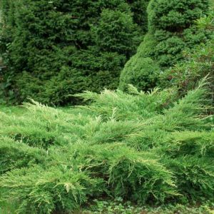Juniperus horizontalis, Creeping Juniper, Creeping Savin, Evergreen Shrub, Evergreen Tree