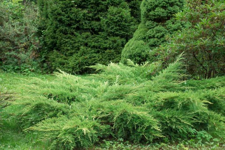 Juniperus horizontalis, Creeping Juniper, Creeping Savin, Evergreen Shrub, Evergreen Tree