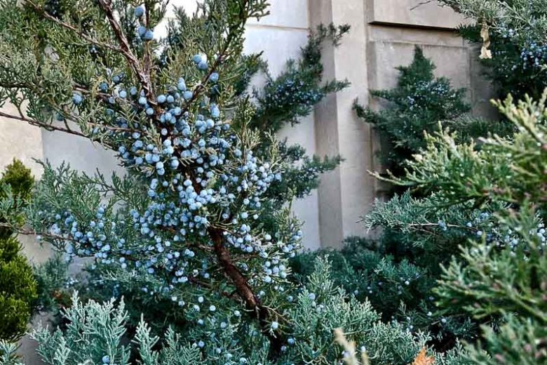 Juniperus virginiana 'Grey Owl', Silver Eastern Red Cedar 'Grey Owl', Cedar Oil Tree, Eastern Red Cedar, Pencil Cedar, Red Cedar, Virginia Cedar, Evergreen Shrub, Evergreen Tree