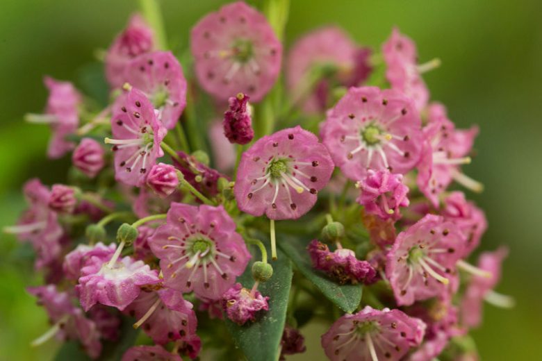 Kalmia angustifolia, Sheep Laurel, Lambkill Kalmia, Lambkill, Dwarf Laurel, Pig Laurel, Flowering shrub, evergreen shrub, pink flowers