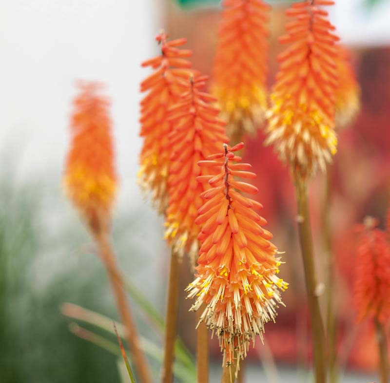 Kniphofia 'Alcazar' (Red Hot Poker)