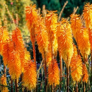 Kniphofia 'Bees' Sunset', Red Hot Poker 'Bees' Sunset', Poker Plant 'Bees' Sunset', Torch Lily 'Bees' Sunset', Tritoma 'Bees' Sunset', orange flowers, yellow flowers, late summer perennial