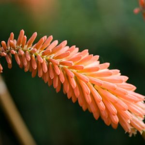 Kniphofia 'Timothy', Red Hot Poker 'Timothy', Poker Plant 'Timothy', Torch Lily 'Timothy', Tritoma 'Bees' Timothy', orange flowers, yellow flowers, summer perennial