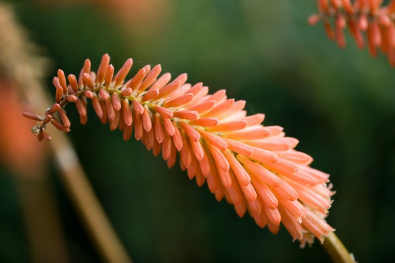 Kniphofia 'Timothy', Red Hot Poker 'Timothy', Poker Plant 'Timothy', Torch Lily 'Timothy', Tritoma 'Bees' Timothy', orange flowers, yellow flowers, summer perennial