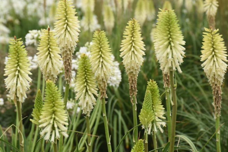 Kniphofia 'Flashpoint',Red Hot Poker 'Flashpoint', Poker Plant 'Flashpoint', Torch Lily 'Flashpoint', Tritoma 'Flashpoint', White flowers, White Kniphofia, White Red Hot Poker, White Poker Plant, White Torch Lily