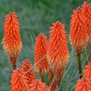 Kniphofia 'Joker's Wild', Red Hot Poker 'Joker's Wild', Poker Plant 'Joker's Wild', Torch Lily 'Joker's Wild', Tritoma 'Joker's Wild', Orange flowers, Orange Kniphofia, Orange Red Hot Poker, Orange Poker Plant, Orange Torch Lily