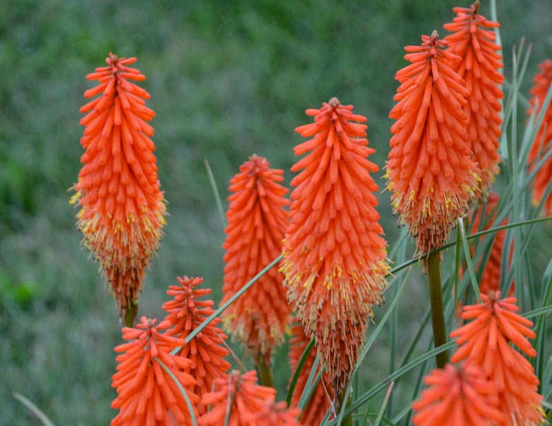 Kniphofia 'Joker's Wild' (Red Hot Poker)