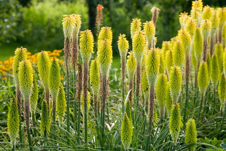 Kniphofia 'Percy's Pride', Red Hot Poker 'Percy's Pride', Poker Plant 'Percy's Pride', Torch Lily 'Percy's Pride', Tritoma 'Percy's Pride', yellow flowers, late summer perennial