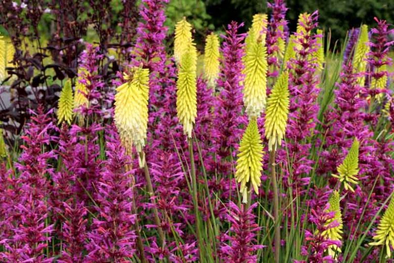 Kniphofia Pineapple Popsicle, Red Hot Poker Pineapple Popsicle, Poker Plant Pineapple Popsicle, Torch Lily Pineapple Popsicle, Tritoma Pineapple Popsicle, Yellow flowers, Yellow Kniphofia, Yellow Red Hot Poker, Yellow Poker Plant, Yellow Torch Lily