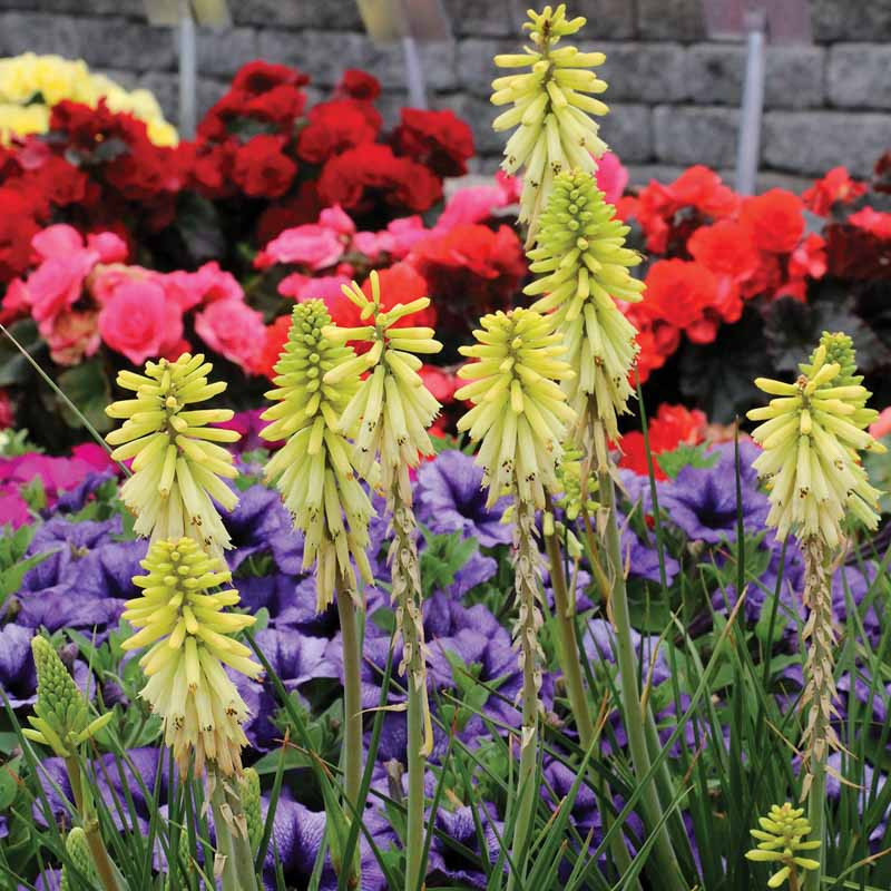 Kniphofia Poco Citron (Red Hot Poker)