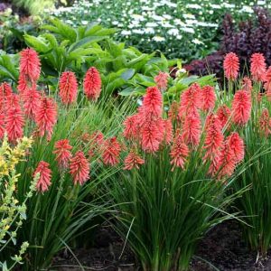 Kniphofia Poco Red, Red Hot Poker Poco Red, Poker Plant Poco Red, Torch Lily Poco Red, Tritoma Poco Red, Kniphofia 'Tnknipo', Poco Series, Red flowers, Red Kniphofia, Red Red Hot Poker, Red Poker Plant, Red Torch Lily
