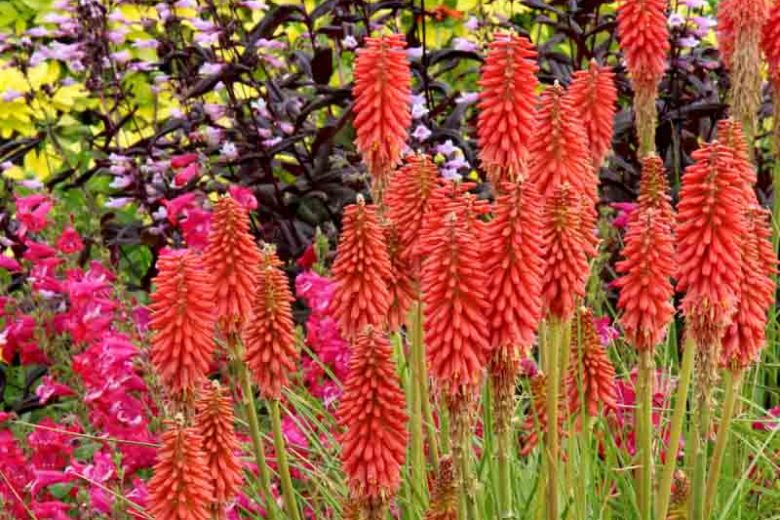 Kniphofia Redhot Popsicle, Red Hot Poker Redhot Popsicle, Poker Plant Redhot Popsicle, Torch Lily Redhot Popsicle, Tritoma Redhot Popsicle, Red flowers, Red Kniphofia, Red Red Hot Poker, Red Poker Plant, Red Torch Lily
