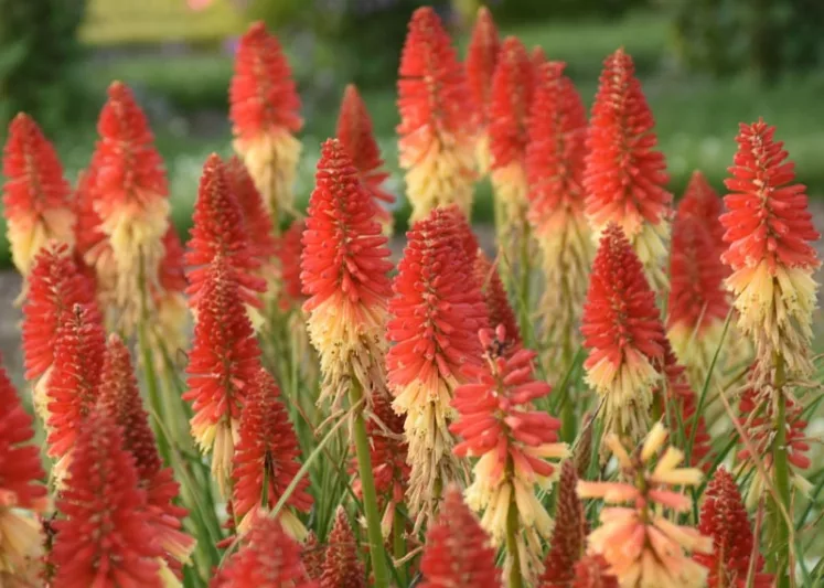 Kniphofia 'Rocket's Red Glare', Red Hot Poker 'Rocket's Red Glare, Poker Plant 'Rocket's Red Glare', Torch Lily 'Rocket's Red Glare', Tritoma 'Rocket's Red Glare', Red flowers, Red Kniphofia, Red Red Hot Poker, Red Poker Plant, Red Torch Lily