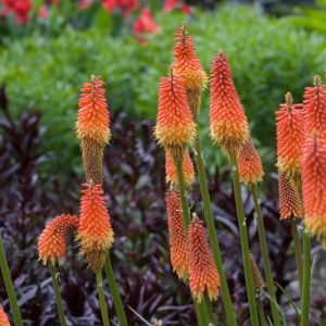Kniphofia 'Royal Standard', Red Hot Poker 'Royal Standard', Poker Plant 'Royal Standard', Torch Lily 'Royal Standard', Tritoma 'Royal Standard', orange flowers, yellow flowers, summer perennial