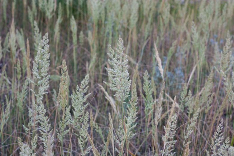 Koeleria macrantha, Prairie Junegrass, Junegrass, Prairie Koeler's Grass, Koeleria albescens, Koeleria cristata, Ornamental Grass, Perennial grass, Drought tolerant grass