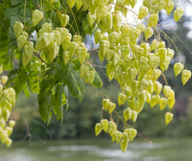 Koelreuteria paniculata, Pride of India, Golden Rain Tree, Varnish Tree, Shrimp Tree, China Tree, fall color, Yellow flowers