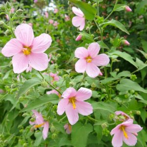 Kosteletzkya virginica, Virginia Saltmarsh Mallow, Virginia Fen-rose, Saltmarsh Mallow, Seashore Mallow, Pink flowers