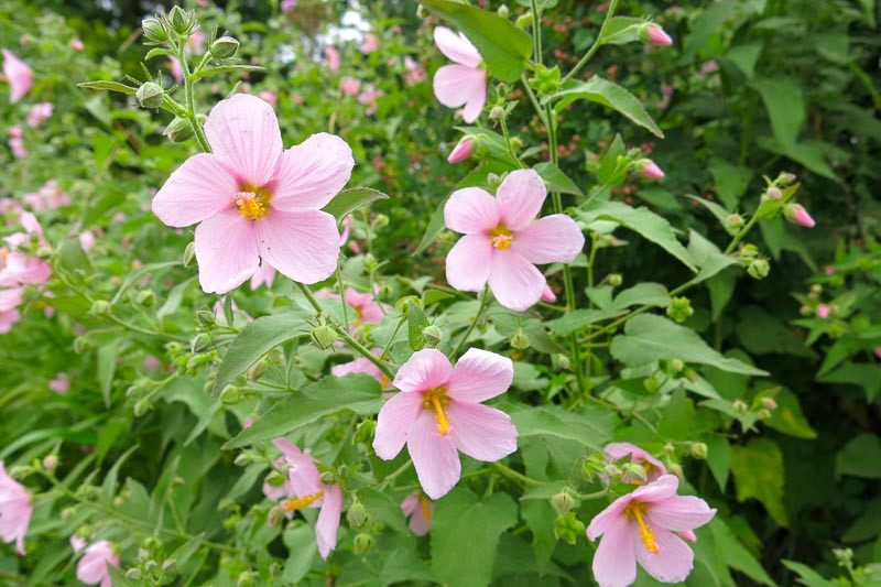 Kosteletzkya virginica (Seashore Mallow)