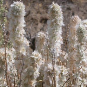 Krascheninnikovia lanata,  Winterfat, White Sage, Winter Sage, Lamb's Tail, Ceratoides lanata, Eurotia lanata, White Flowers, Drought tolerant Shrubs