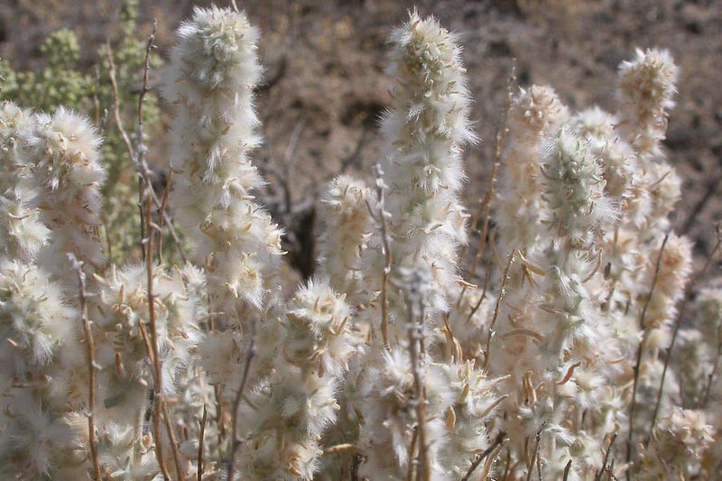 Krascheninnikovia lanata (Winterfat)