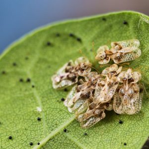 Lace bugs,  Identify Lace bugs, Prevent Lace bugs, Treat Lace bugs