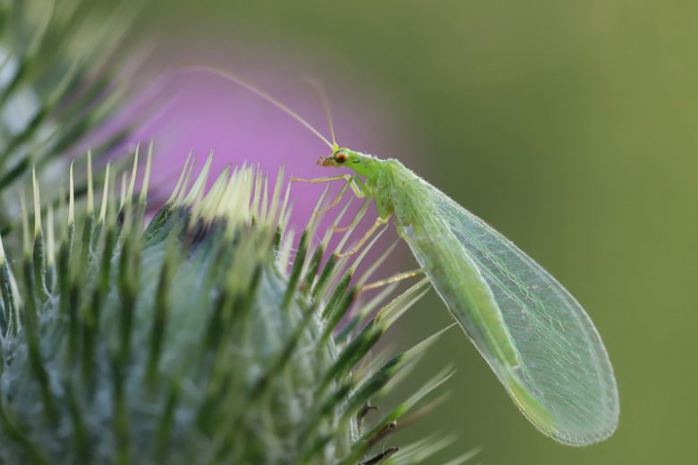 Lacewing: Delicate Insects with Powerful Pest Control Abilities