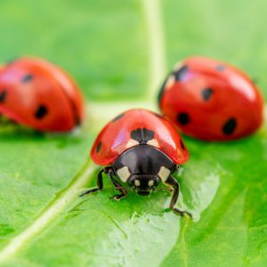 Ladybugs, Ladybirds, Lady Beetles, Coccinellidae
