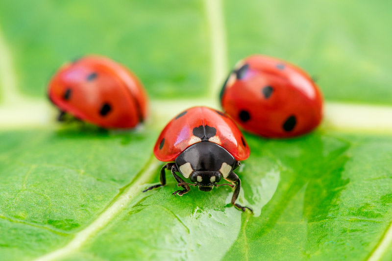 Tiny Heroes In Your Garden S Pest Control
