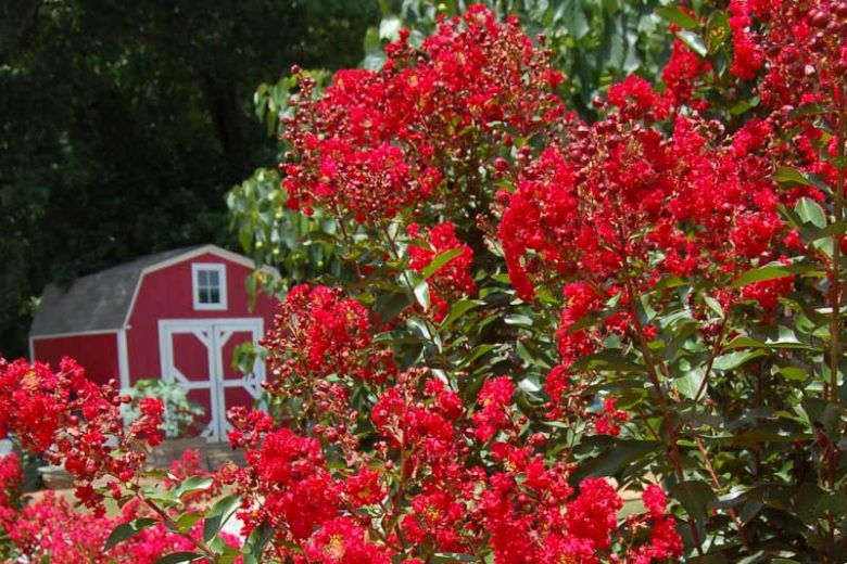 Lagerstroemia Red Rooster, Crape Myrtle Red Rooster, Crapemyrtle Red Rooster, Lagerstroemia 'Piilag-iii', Shrub, Red Flowers, Red Crape Myrtle, Red Flowers, Red Crape Myrtle